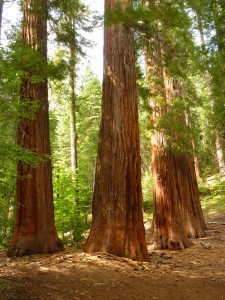 redwood 1